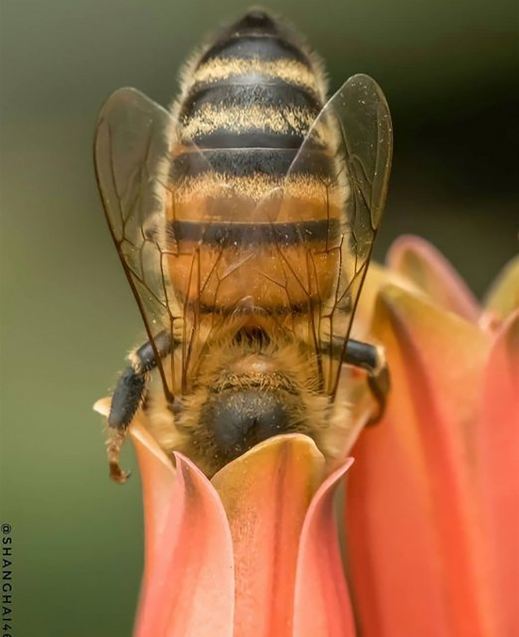 Η μέλισσα είναι το σύμβολο της επίτευξης του αδύνατου